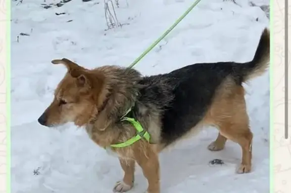 Пропала собака, Лесная ул., 123, Новый