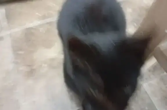 Найдена кошка, Краснодар, фото: Кошка найдена: Привокзальная пл. 7/2, Краснодар