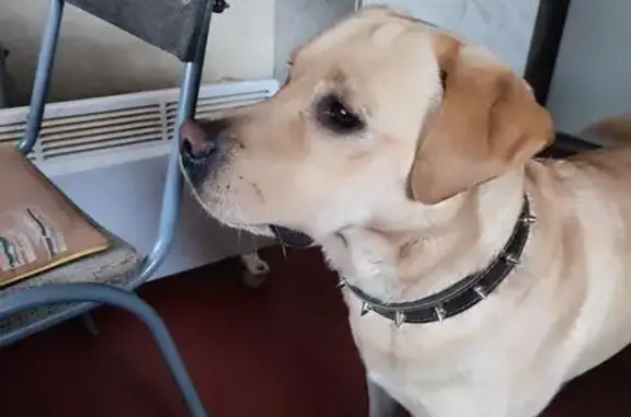 Найдена собака, Ростов-на-Дону, фото: Собака найдена: Вавилова 68/4, Ростов-на-Дону