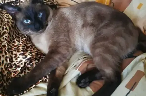 Кошки потеряшки, Бердянск, фото: Потеряшка кошка, Мелитопольское шоссе