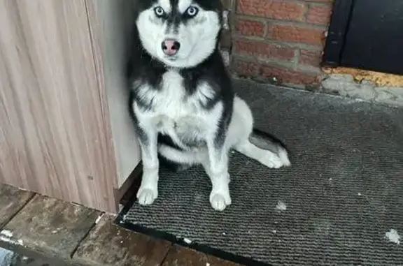 Пропала хаски Луна, ул. Гагарина, Обухово