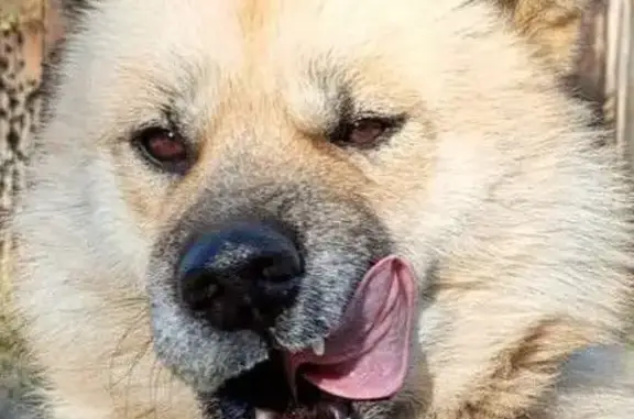 Чита: найдена собака в ошейнике