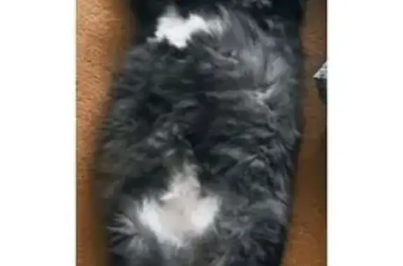 Пропала кошка, Бортникова 18, Зеленогорск