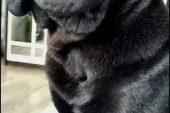 Пропала черная собака, Комитетская, Болотное