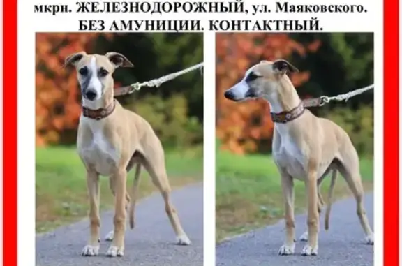Пропала собака, ул. Маяковского, Балашиха