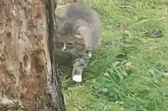 Найдена кошка, Калининец, фото: Кошка найдена, Калининец, МО