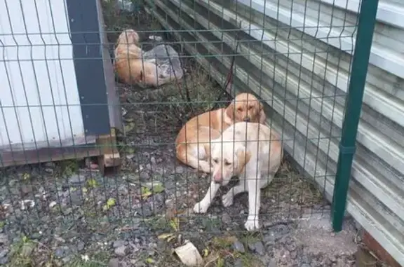 Найдена собака, Калининград, фото: Три лабрадора найдены на Туруханской 1Б