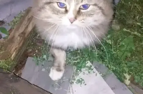 Найдена кошка, Калининец, фото: Кошка найдена, Калининец, МО