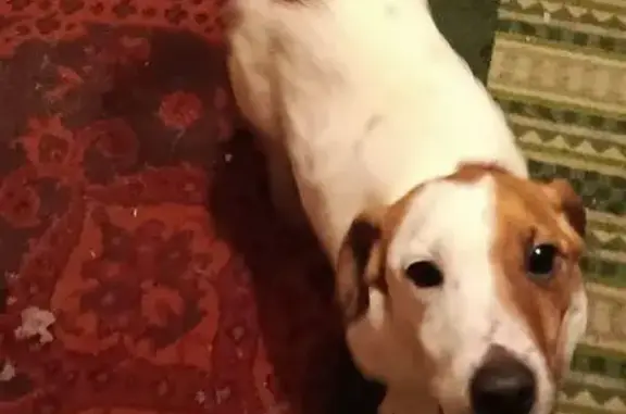 Найдена собака, Новосибирск, фото: Найдена собака, переулок Давыдовского