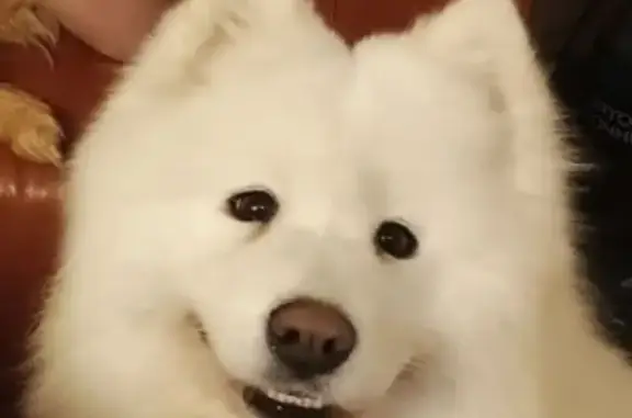 Пропала собака в Устиновке, Электроугли