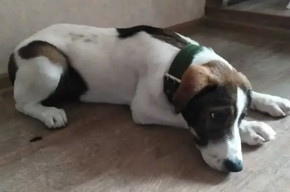 Найдена собака, Сочи, фото: Сочи: Найдена собака на ул. Труда, 1