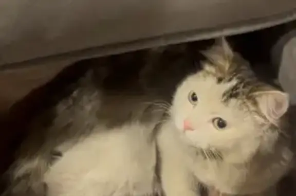 Пропала кошка, Кирпичная ул., Ленинск-Кузнецкий