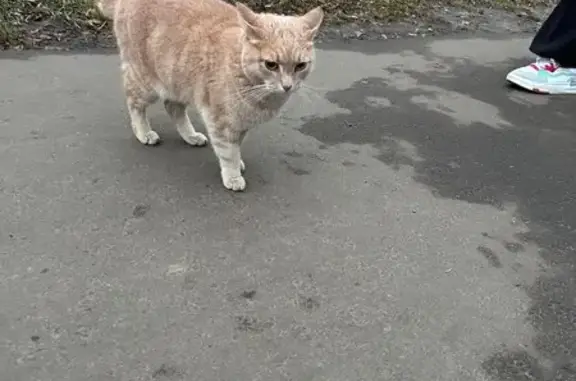 Найдена кошка, Королёв, фото: Найден кот, Королёв, Кооперативная 1с1
