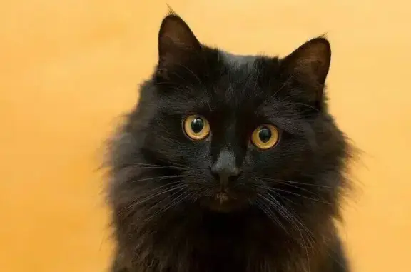 Пропала кошка, пл. Усова 18А, Новый Учхоз