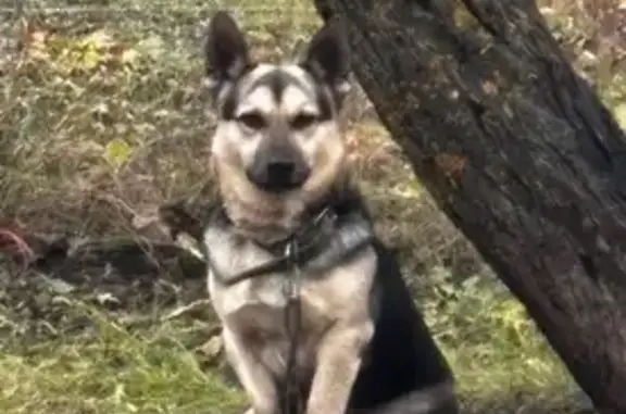 Пропала собака, ул. Ковалёва, Липецк