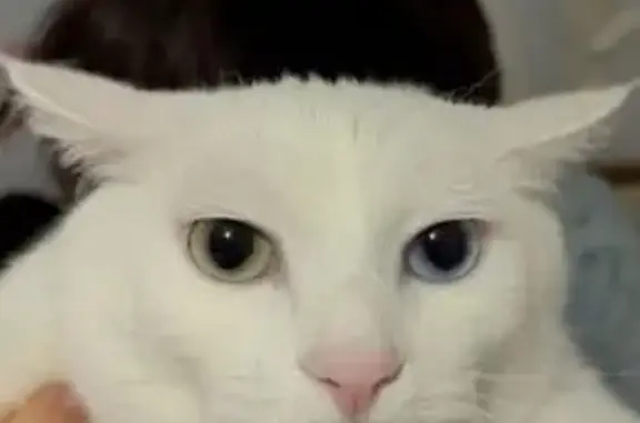 Пропала белая кошка, Элеваторная 80А