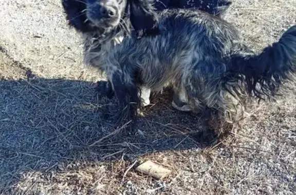 Найдена собака, Ставрополь, фото: Спаниель найден: ул. Гагарина, 122