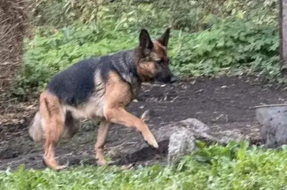 Пропала собака, Ягодная ул., Верховье