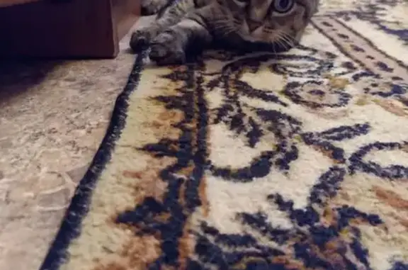 Найдена кошка, Киров, фото: Кошка найдена: Гирсовский пер., 38, Киров