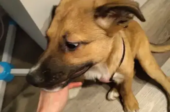 Найдена собака, Москва, фото: Найдена собака, аллея Патриарха Алексия II