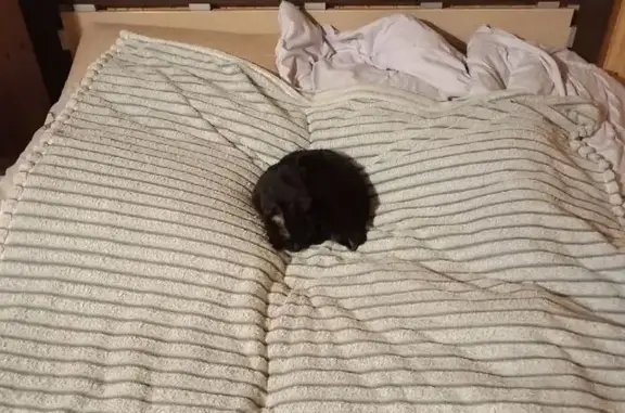 Найдена кошка, Белгород, фото: Найдена кошка, Дальняя ул., Белгород