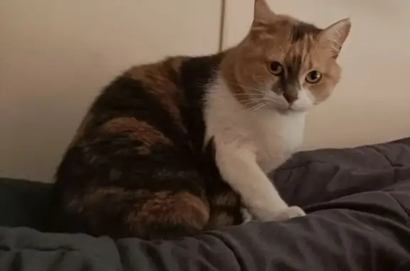 Пропала кошка, ул. Рихарда Зорге, 93