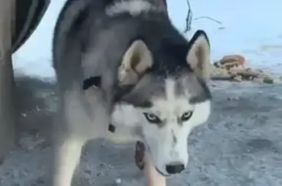 Собаки потеряшки, Ракитинка, фото: Потеряшка собака, Ракитинка, Омская область