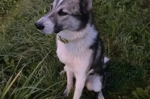 Пропали 2 лайки: Верхняя ул., Ропша