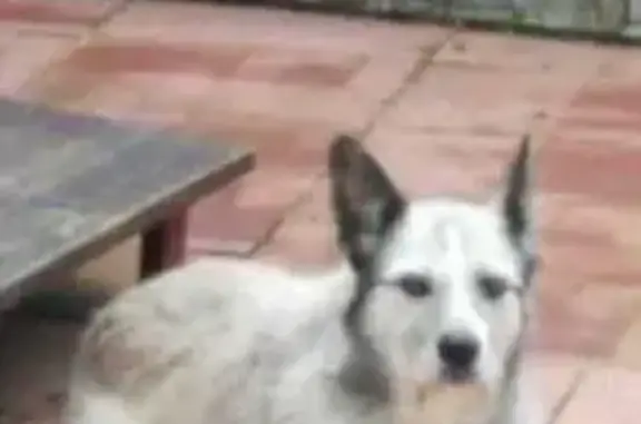 Пропала собака, ул. Станиславского, 10