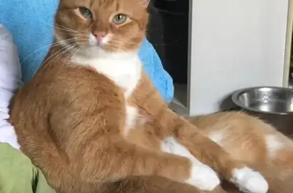 Кошки потеряшки, Москва, фото: Потеряшка кошка на Смоленском бульваре, 7