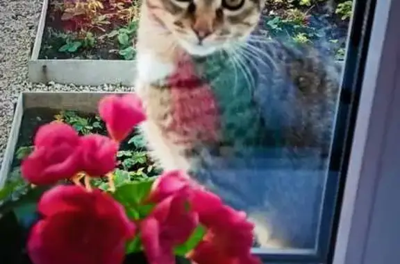 Пропала кошка в Головино, Судогодский район