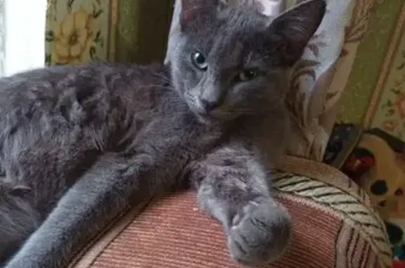 Пропала кошка, ул. Воровского 21, Краснодар