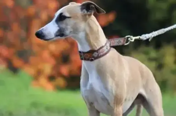 Пропала собака, ул. Маяковского, Балашиха