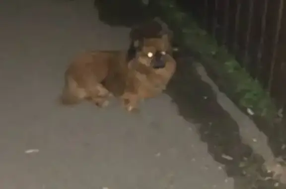 Найдена собака, Краснодар, фото: Собака на ул. Восточно-Кругликовская 64