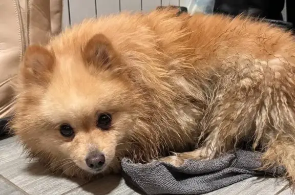 Найдена собака, Лобня, фото: Найдена собака, улица Киово, 24, Лобня