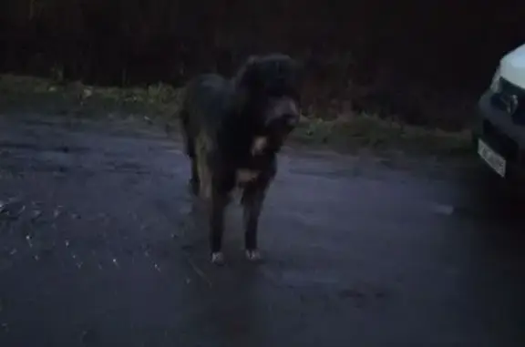 Найдена собака, Барканово, фото: Собака найдена у дороги в Барканово