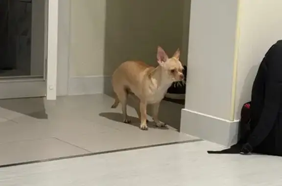 Найдена собака, Тюмень, фото: Чихуахуа найдена, Цветной бульвар, Тюмень