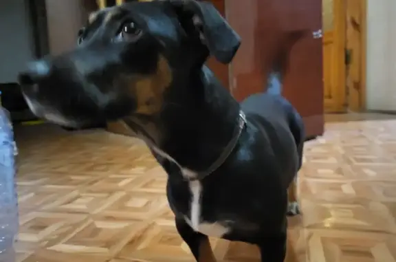 Найдена собака, Севастополь, фото: Найдена собака, пр. Окт. Революции, 67