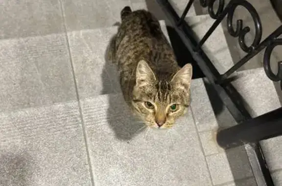 Найдена кошка, Тула, фото: Кошка найдена: Красноармейский пр., 20, Тула