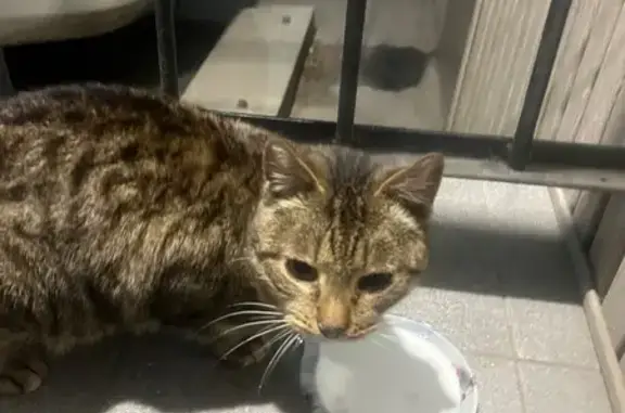 Найдена кошка, Тула, фото: Ласковая кошка найдена: Красноармейский 20