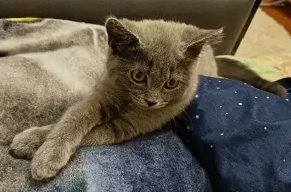 Пропала кошка, ул. Карла Маркса 265, Скопин