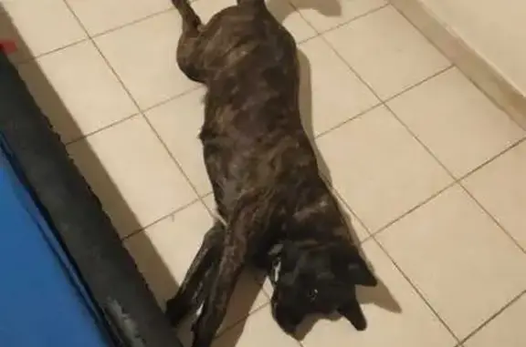 Пропала собака на Перервинском бул., 1