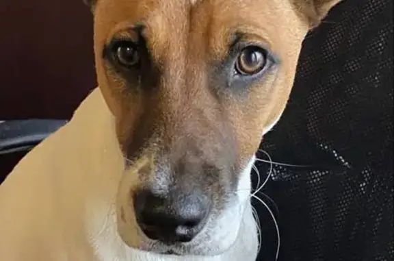 Собаки потеряшки, Селятино, фото: Потеряшка собака, Селятино, 10/ГЛ