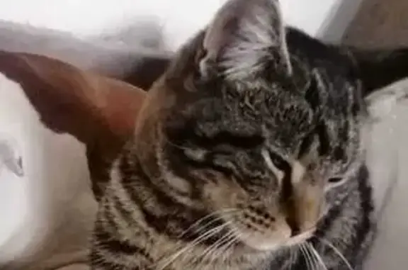 Кошки потеряшки, Екатеринбург, фото: Потеряшка кошка на ул. Барвинка, 16, Екатеринбург