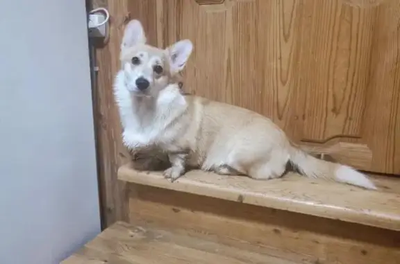 Собаки потеряшки, Москва, фото: Потеряшка собака, МО