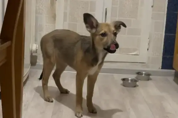 Пропала собака, ул. Будённого 4Б, Дзержинск