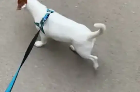 Пропала собака, ул. Мира 17, Волжский