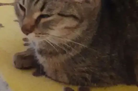 Найдена кошка, Чайковский, фото: Кошка найдена ночью, Приморский бул., Чайковский