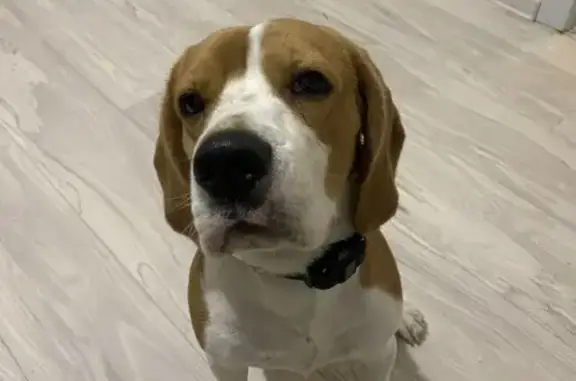 Найдена собака, Севастополь, фото: Собака найдена: ул. Лебедя, 49, Севастополь