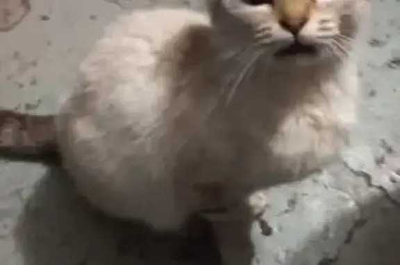 Найдена кошка, Брянск, фото: Шотландская вислоухая найдена, Нахимова 2